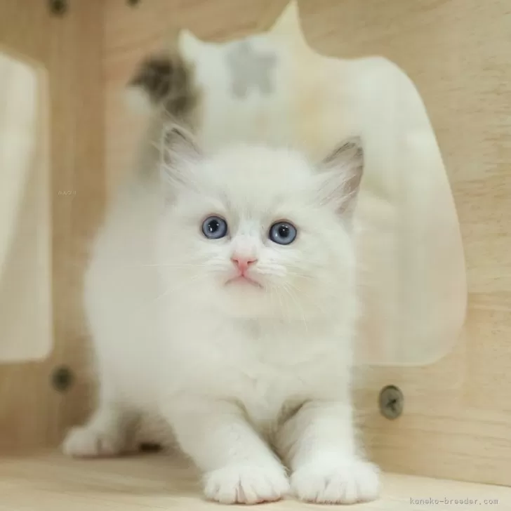 ID：2411-01955の子猫
