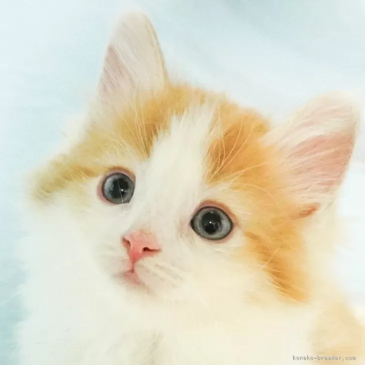ID：2404-01173の子猫