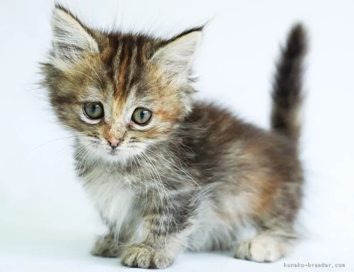 あっくん 様のお迎えした子猫