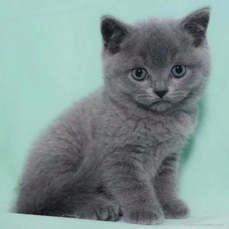 ID:2301-02060の子猫