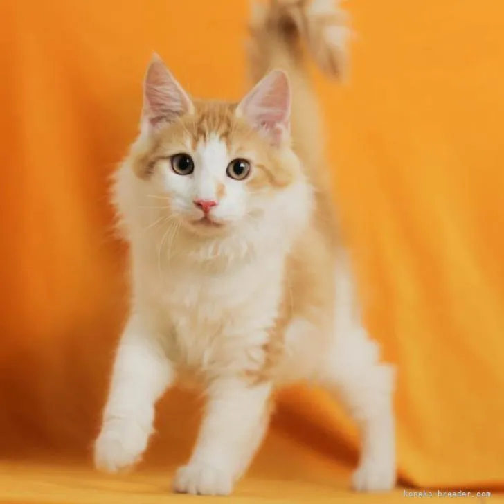 Y.S 様のお迎えした子猫