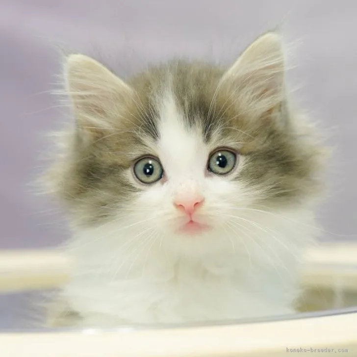 ID:2305-01531の子猫