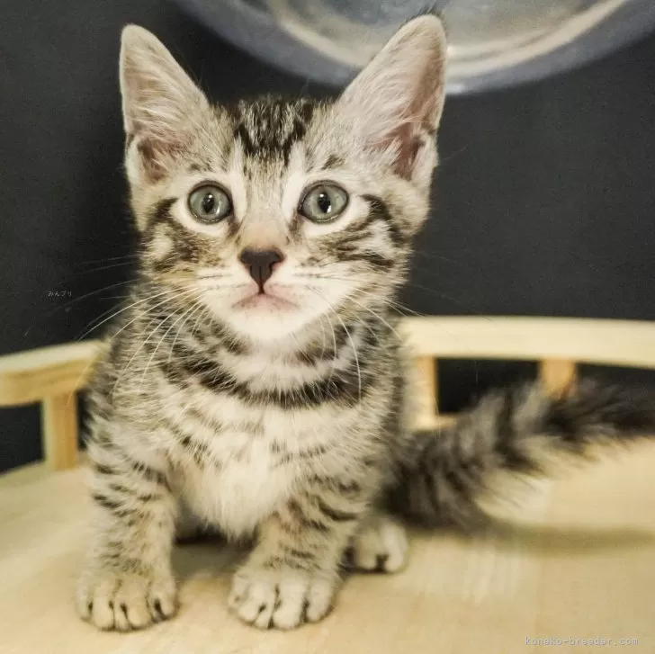 ID：2404-00068の子猫