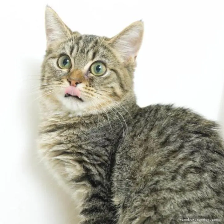 M.H 様のお迎えした子猫