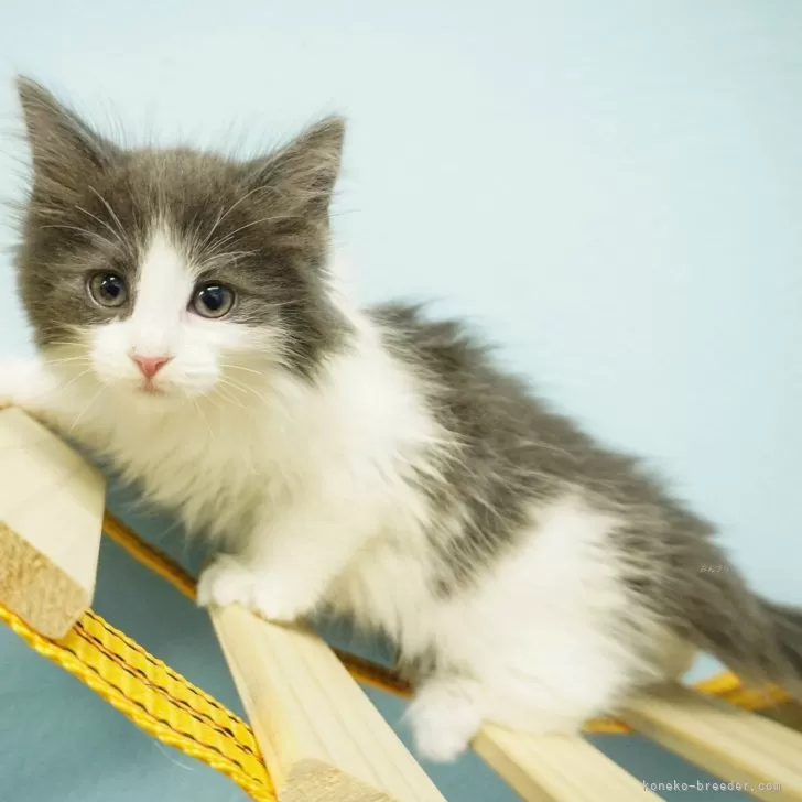 ID：2401-02046の子猫