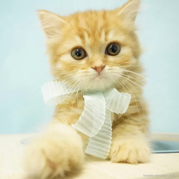 H.K 様のお迎えした子猫