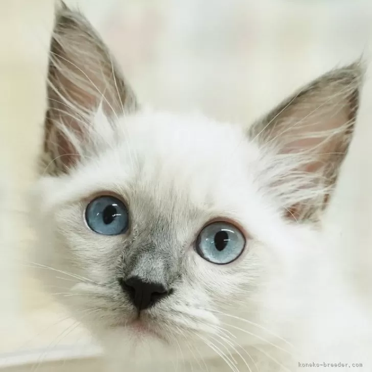 ID:2406-03097の子猫
