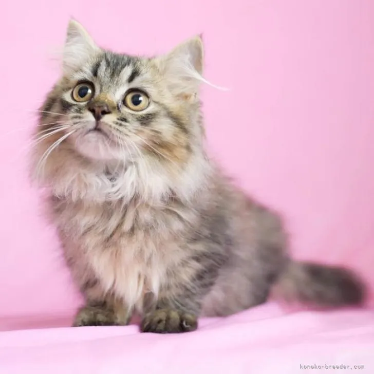 アンコウ 様のお迎えした子猫