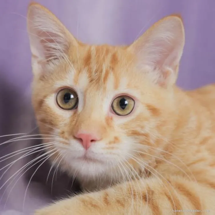 ID：2209-00655の子猫