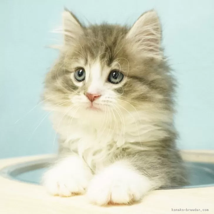 ID：2403-02403の子猫