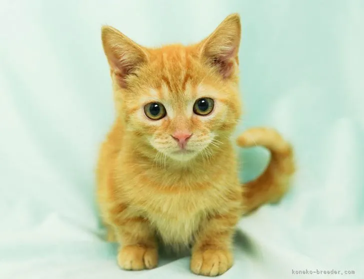 ID：2205-02397の子猫