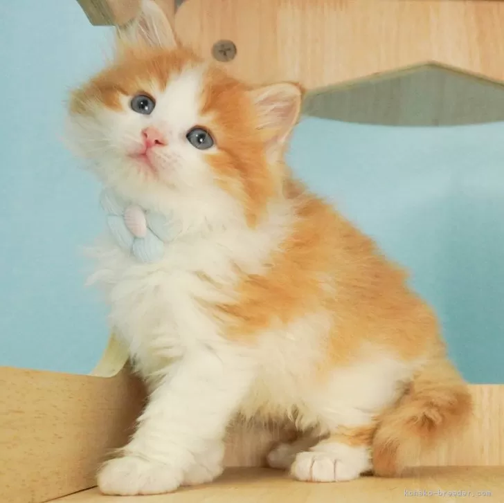 ID:2402-01191の子猫