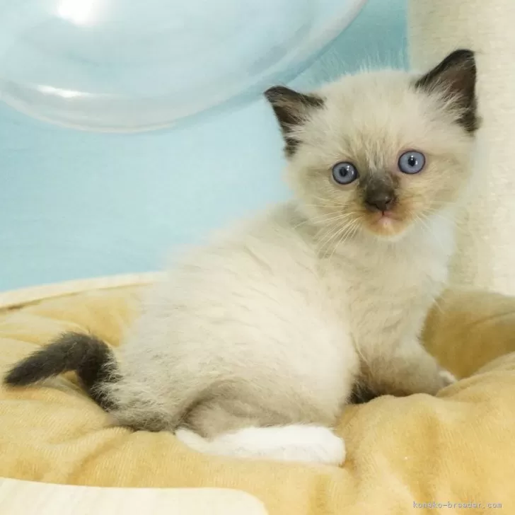 ID：2312-02001の子猫