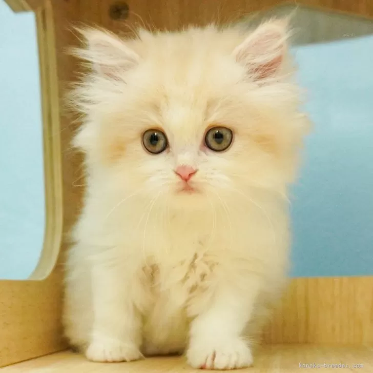 ID：2402-02417の子猫