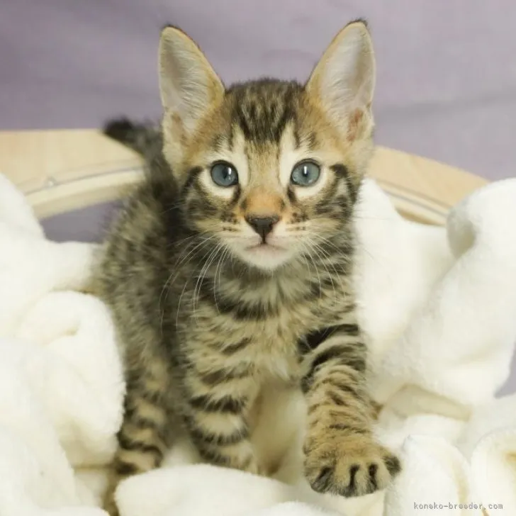 ID：2311-02672の子猫