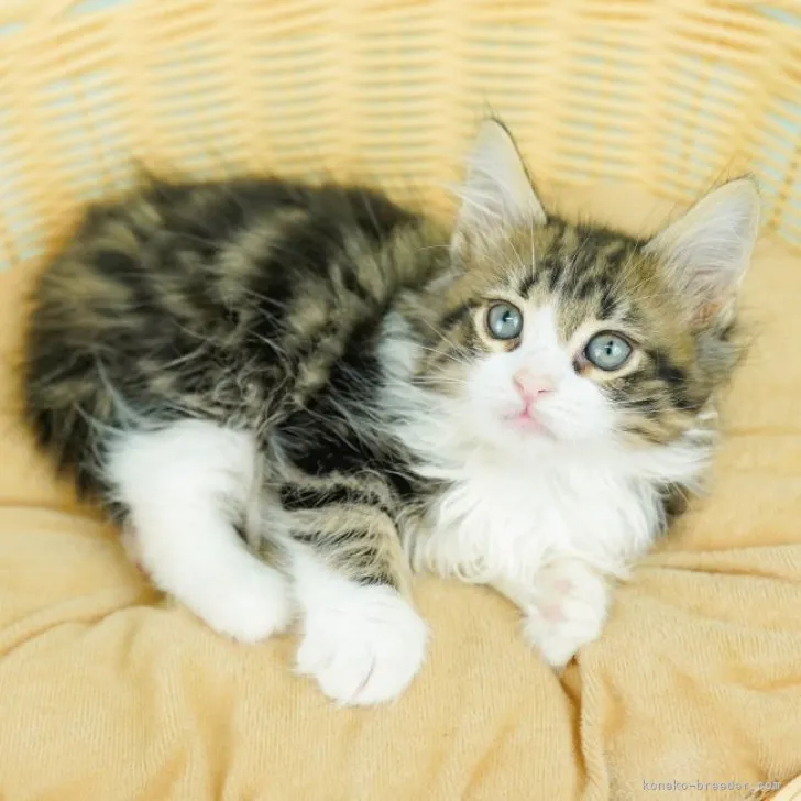 ID：2308-00109の子猫