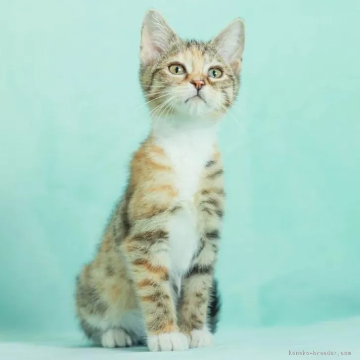 ID：2211-00991の子猫