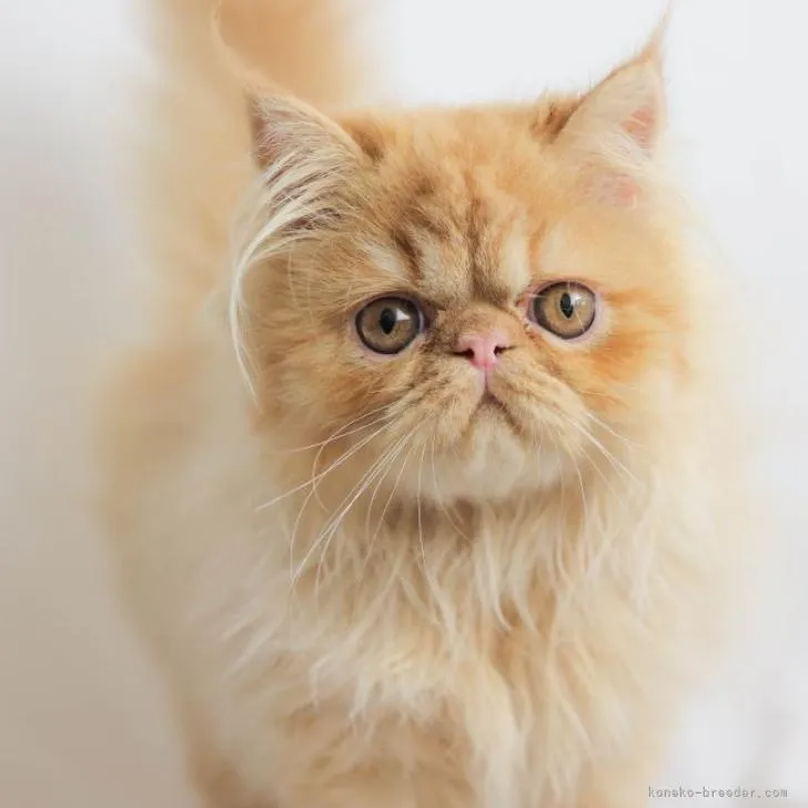 ID：2207-00686の子猫