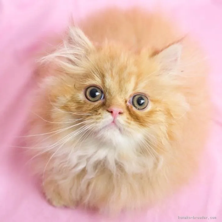 ID：2207-00683の子猫