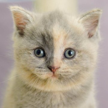マンチカン(長足)【千葉県・女の子・2023年5月21日・ブルー&クリーム】の写真「中足ちゃん！ふわふわ毛並みが美しいお嬢様！」
