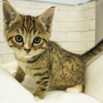 マンチカン(長足)【千葉県・女の子・2023年12月6日・ブラウンパッチドタビー&ホワイト】の写真「人が大好きうるうるおめめのあざとガール💕」