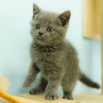 ブリティッシュショートヘア【千葉県・男の子・2023年9月16日・ブルー】の写真「クールなハンサムボーイ☆彡」