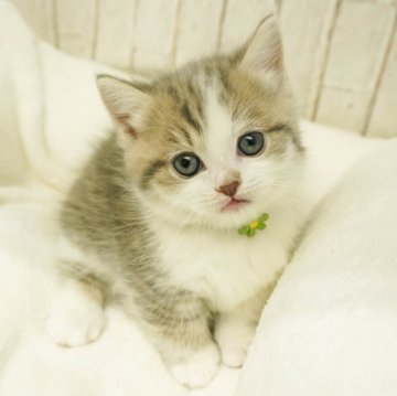 ミヌエット(長足)【千葉県・男の子・2023年12月29日・ブラウンタビー&ホワイト】の写真「4枚目、5枚目ママとの2ショット写真♡🐱」