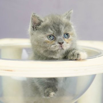 マンチカン(短足)【千葉県・女の子・2023年7月3日・ブルー&クリーム】の写真「甘え上手な可愛い女の子♡」