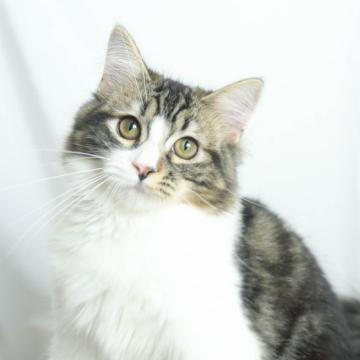 ミヌエット(長足)【千葉県・男の子・2022年2月5日・ブラウンタビーホワイト（長毛）】の写真「わんぱくイケメン君！」