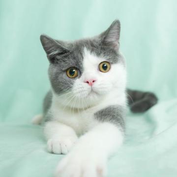 ブリティッシュショートヘア【千葉県・男の子・2022年3月8日・ブルーホワイト（短毛）】の写真「猫じゃらし大好き！ワンパクボーイ☆彡」