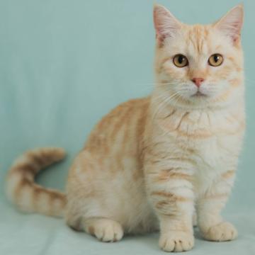 マンチカン(短足)【千葉県・男の子・2022年3月25日・クリームタビー（短毛）】の写真「好奇心旺盛で人が大好きな子です♪」
