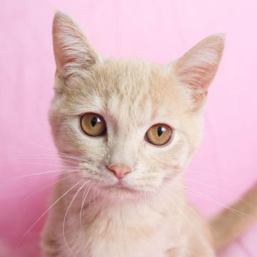 ミヌエット(短足)【千葉県・男の子・2022年3月21日・クリームタビー（長毛）】の写真「好奇心旺盛のお遊び大好きな男の子☆彡」