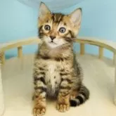 ベンガル【千葉県・男の子・2023年11月2日・ブラウンスポテッドタビー】の写真1「12/15撮影(生後43日)」