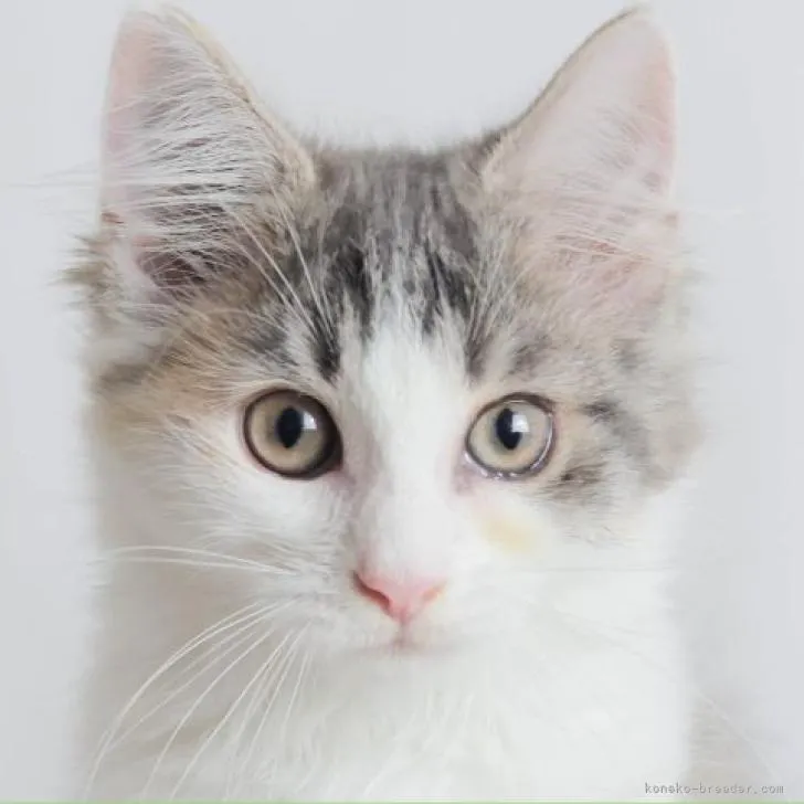 ノエル 様のお迎えした子猫