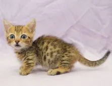 ジェネッタ【千葉県・男の子・2022年3月14日・ブラウンスポテッドタビー】の写真2「5/11撮影(生後58日)」