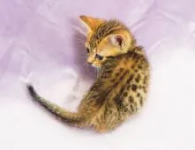 ジェネッタ【千葉県・男の子・2022年3月14日・ブラウンスポテッドタビー】の写真3「5/11撮影(生後58日)」