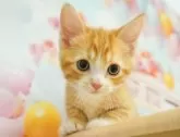 マンチカン(長足)【千葉県・男の子・2024年5月3日・レッドタビー&ホワイト】の写真4「（生後48日）」