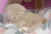スコティッシュフォールド(折れ耳)【千葉県・男の子・2022年12月2日・クリーム】の写真5「1/13撮影(生後43日)」