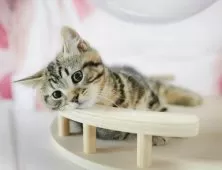 スコティッシュフォールド(立ち耳)【千葉県・男の子・2025年2月3日・ブラウンタビー】の写真10「とりあえずお気に入り登録しませんか？😊お気に入り登録の方限定クーポン配信中！🎊」