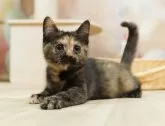 マンチカン(長足)【千葉県・女の子・2025年3月1日・トーティ】の写真10「専属獣医師さんによる健康診断実施済み！🏥もちろん健康診断書も付いてます🌟」