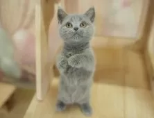 マンチカン(短足)【千葉県・女の子・2025年8月1日・ブルー】の写真11「とりあえずお気に入り登録しませんか？😊お気に入り登録の方限定クーポン配信中！🎊」