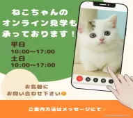 ミヌエット(短足)【千葉県・女の子・2024年12月19日・シルバーパッチドタビー&ホワイト】の写真4「自宅から気軽に🏠オンライン見学できます📱✨」