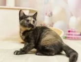 マンチカン(長足)【千葉県・女の子・2025年3月1日・トーティ】の写真11「とりあえずお気に入り登録しませんか？😊お気に入り登録の方限定クーポン配信中！🎊」