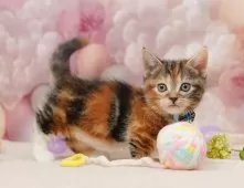 マンチカン(短足)【千葉県・女の子・2025年10月19日・ブラウンパッチドタビー&ホワイト】の写真11「とりあえずお気に入り登録しませんか？😊お気に入り登録の方限定クーポン配信中！🎊」