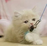 ミヌエット(長足)【千葉県・男の子・2025年6月22日・クリーム】の写真11「とりあえずお気に入り登録しませんか？😊お気に入り登録の方限定クーポン配信中！🎊」