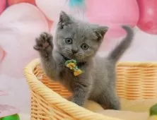 ブリティッシュショートヘア【千葉県・女の子・2025年9月13日・ブルー】の写真12「全部屋個室！ご家族でゆっくりと見学いただけます💕」