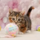 マンチカン(短足)【千葉県・女の子・2025年10月19日・ブラウンパッチドタビー&ホワイト】の写真12「全部屋個室！ご家族でゆっくりと見学いただけます💕」