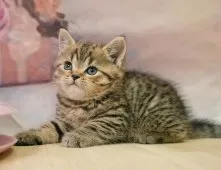 ブリティッシュショートヘア【千葉県・男の子・2025年7月10日・ブラウンタビー】の写真12「全部屋個室!ご家族でゆっくりと見学いただけます💕」