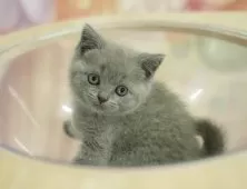 ブリティッシュショートヘア【千葉県・女の子・2025年9月13日・ブルー】の写真12「全部屋個室！ご家族でゆっくりと見学いただけます💕」