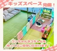 ミヌエット(長足)【千葉県・女の子・2025年6月17日・ブラックスモーク】の写真13「【キッズスペース完備👶🧸】小さなお子さま連れでも安心♪ご家族でお気軽に見学にお越しください✨」